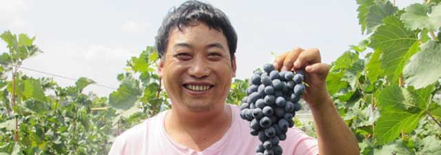 蔬菜秋季管理攻略