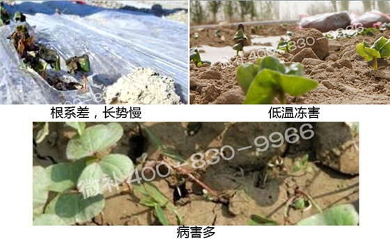 微補(bǔ) 微補(bǔ)