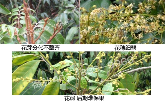 微補(bǔ) 微補(bǔ)