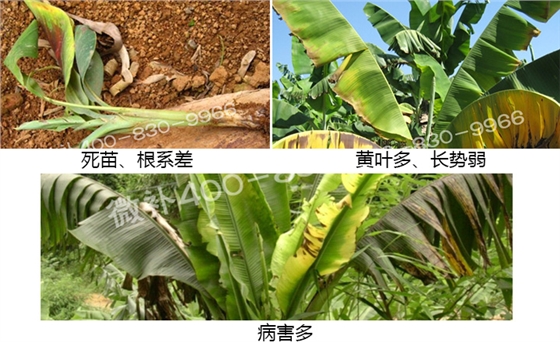 微補(bǔ) 微補(bǔ)