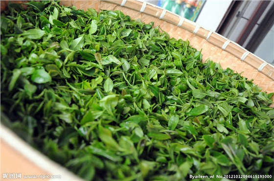 茶葉減農殘，施肥要微補控氮