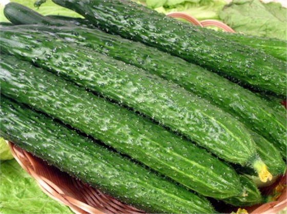 #微肥課堂#黃瓜味苦，天氣or肥料，到底誰(shuí)之過(guò)？