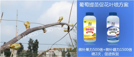 獼猴桃萌芽期如何施肥，才能促進(jìn)萌芽齊、萌芽壯？