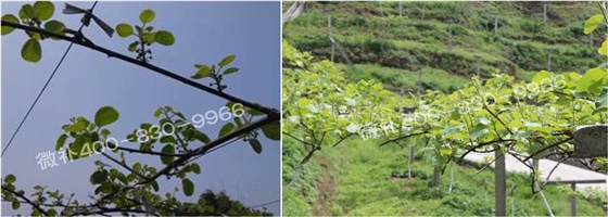 獼猴桃萌芽期如何施肥，才能促進(jìn)萌芽齊、萌芽壯？