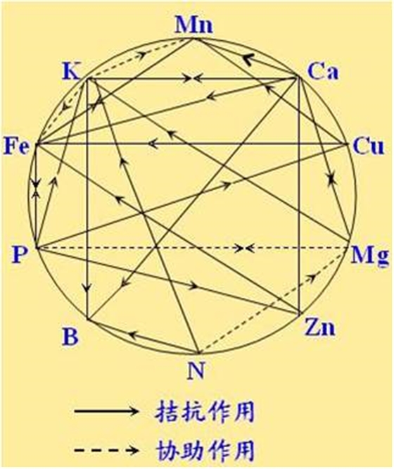 原料型鉀肥和鎂肥為什么會(huì )發(fā)生拮抗？
