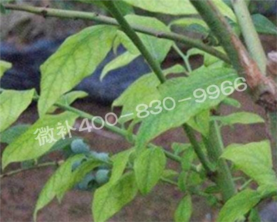 藍莓黃葉是缺素還是病害？