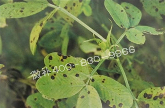 花生缺鉀與花生葉斑病有什么區別？