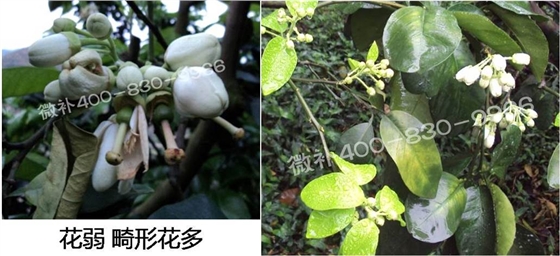 蜜柚促花壯花除了補磷還需要補硼鋅？
