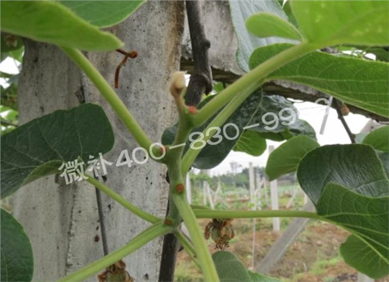 獼猴桃缺鈣對抽梢開(kāi)花有什么影響？