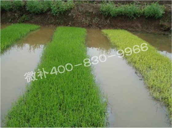 水稻黃秧、爛秧怎么辦？