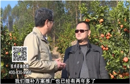 20180122珠江臺搖錢樹：廣西柑橘如何管？產(chǎn)量賣相好?