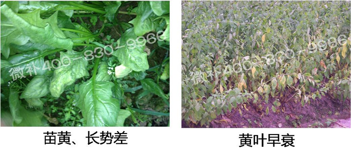 2、苗期后期.jpg