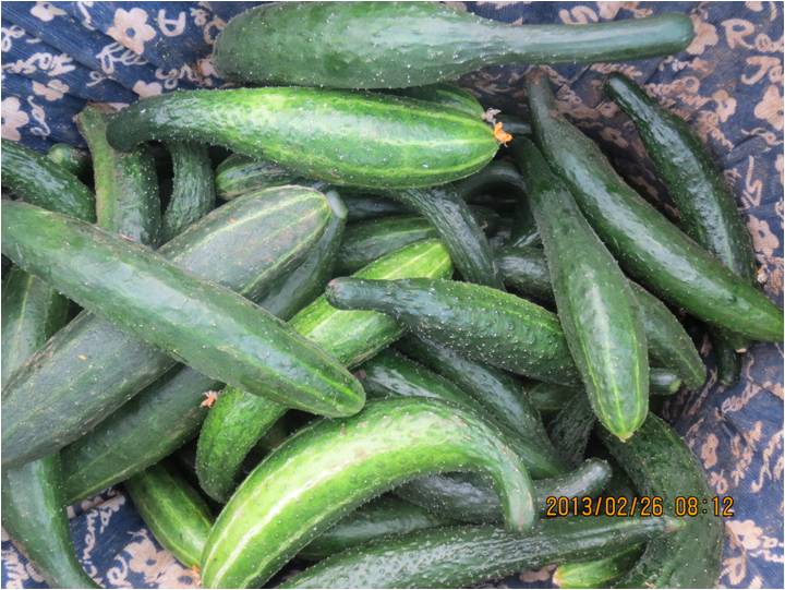 #微肥課堂#黃瓜味苦，天氣or肥料，到底誰(shuí)之過(guò)？