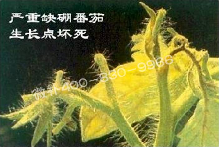 莖尖枯死，到底是缺硼還是缺鈣？