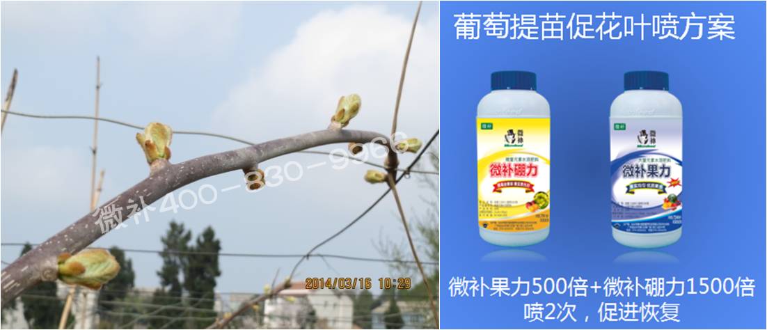 獼猴桃萌芽期如何施肥，才能促進(jìn)萌芽齊、萌芽壯？