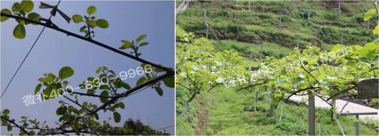 獼猴桃萌芽期如何施肥，才能促進(jìn)萌芽齊、萌芽壯？