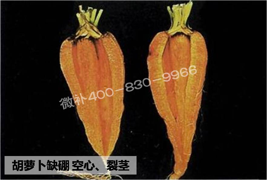 大田作物缺硼，就用高生物活性海藻液體硼，補硼更有效！