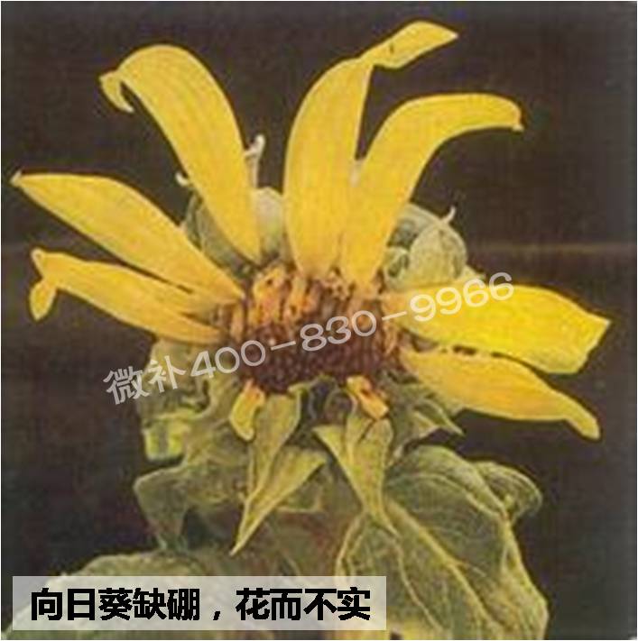大田作物缺硼，就用高生物活性海藻液體硼，補硼更有效！