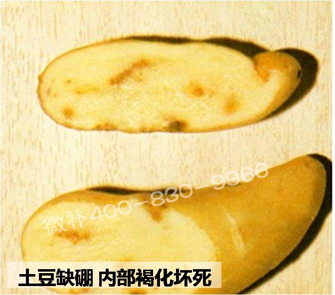 大田作物缺硼，就用高生物活性海藻液體硼，補硼更有效！