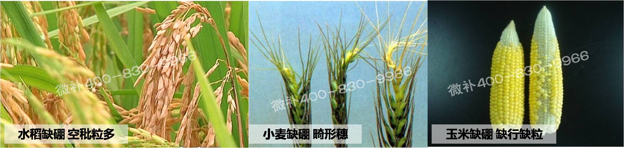 大田作物缺硼，就用高生物活性海藻液體硼，補硼更有效！