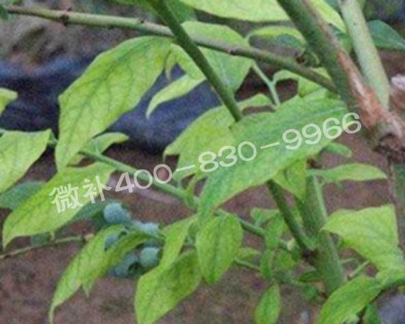 藍莓黃葉是缺素還是病害？