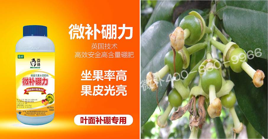 蜜柚促花壯花除了補磷還需要補硼鋅？