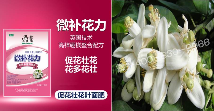 蜜柚促花壯花除了補磷還需要補硼鋅？
