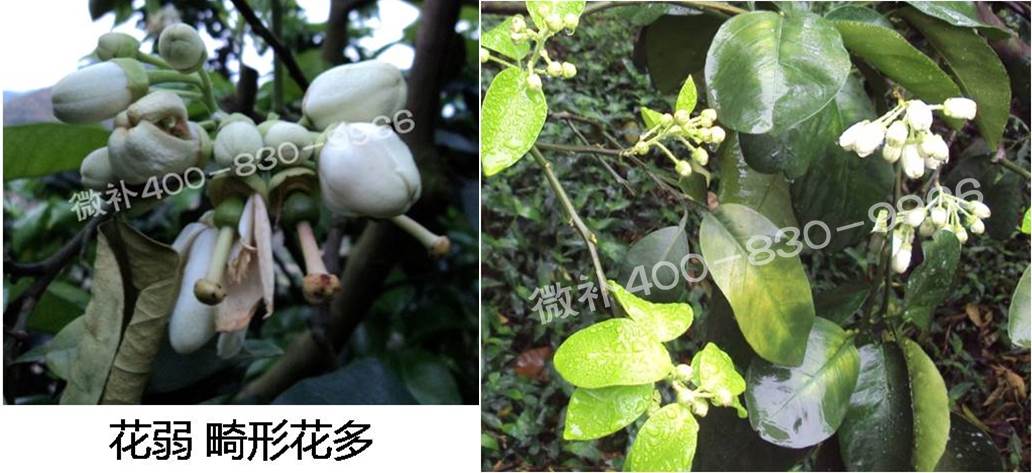 蜜柚促花壯花除了補磷還需要補硼鋅？