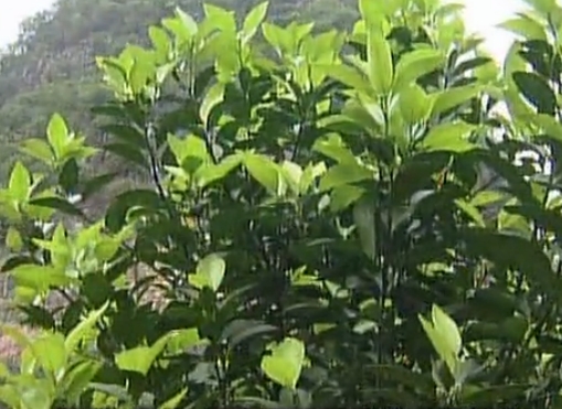 柑橘淋沖微補鈣肥，促根預防黃樹(shù)，樹(shù)壯保果品質(zhì)好