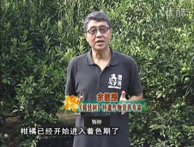 20150928珠江臺搖錢(qián)樹(shù)：如何提高柑橘硬度？預防減少浮皮霜凍果