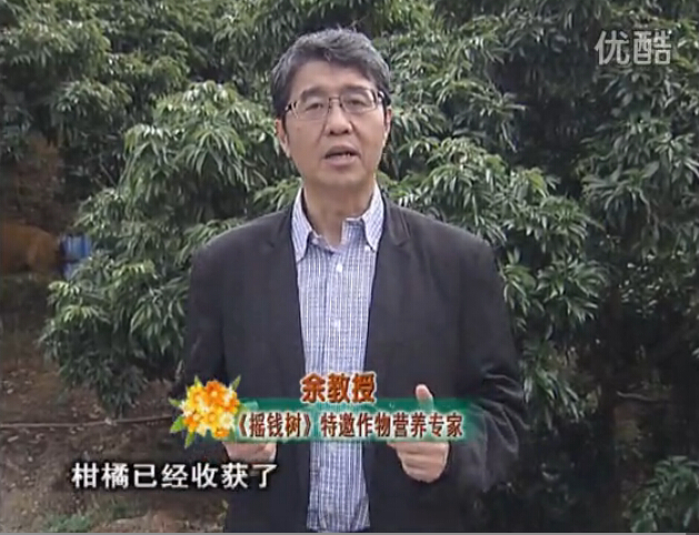 20160104珠江臺搖錢(qián)樹(shù)：防治柑橘黃樹(shù)、減少采后弱樹(shù) 撒微補倍力、噴碧力+壯力