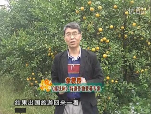 20160111珠江臺搖錢(qián)樹(shù)：貢柑大場(chǎng)樹(shù)弱黃葉，今年樹(shù)勢大翻身果靚還高價(jià)！