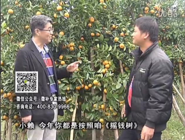 20160125珠江臺搖錢(qián)樹(shù)：如何解決柑橘兩大問(wèn)題：黃樹(shù)和果品質(zhì)差？