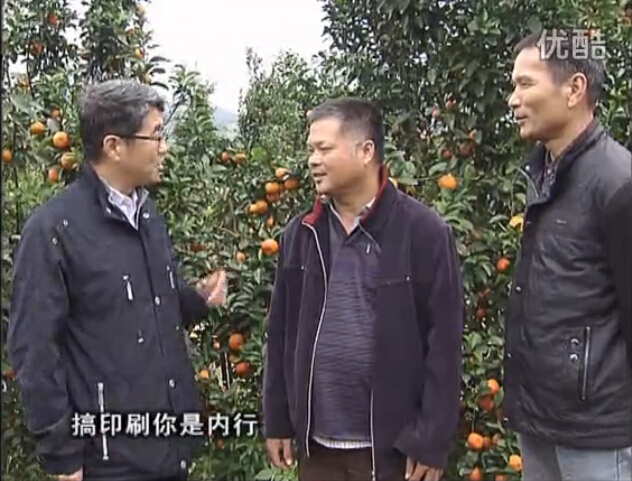 20160201珠江臺搖錢(qián)樹(shù)：開(kāi)印刷廠(chǎng)改行種柑橘，保樹(shù)靚今年還高產(chǎn)？