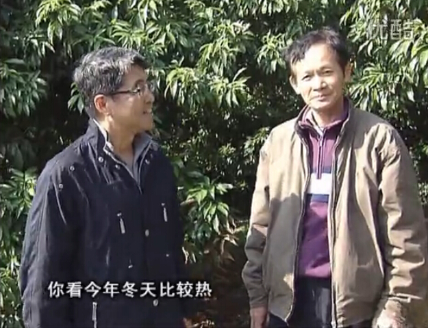 20160201珠江臺搖錢(qián)樹(shù)：暖冬荔枝易沖梢，如何促花壯花好？看微補