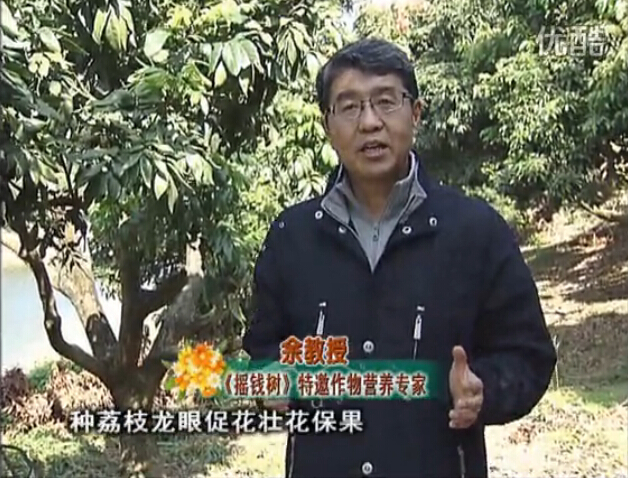 20160215珠江臺搖錢(qián)樹(shù)：龍眼撒微補倍力、噴花力+碧力，補鈣鎂鋅硼保葉壯花
