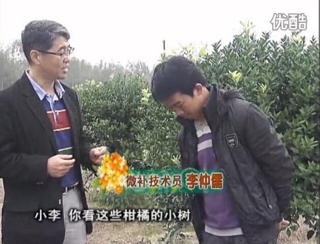 20160215珠江臺搖錢(qián)樹(shù)：柑橘小樹(shù)頭年掛果撒微補倍力、噴花力+碧力，壯樹(shù)促花好