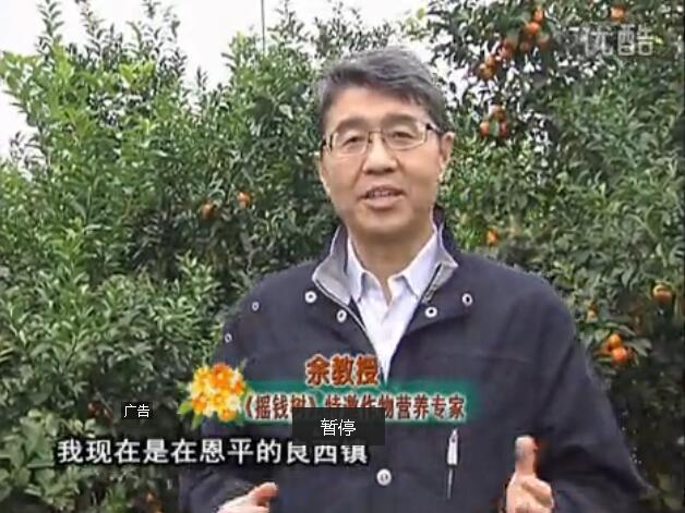 20160229珠江臺搖錢(qián)樹(shù)：柑橘用微補全年方案，黃樹(shù)恢復、果品質(zhì)好賣(mài)價(jià)高