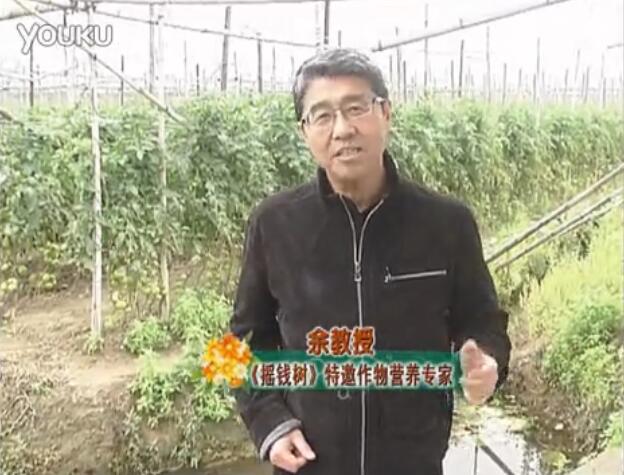 20160307珠江臺搖錢(qián)樹(shù)：天冷蔬菜有價(jià)卻無(wú)產(chǎn)？用微補方案苗壯保葉有產(chǎn)！