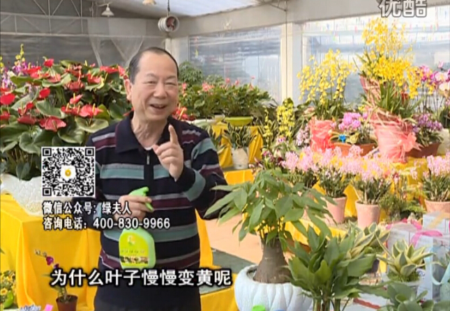 20160307珠江臺搖錢(qián)樹(shù)：陰生植物也不好種，黃葉多長(cháng)勢弱？用綠夫人來(lái)呵護