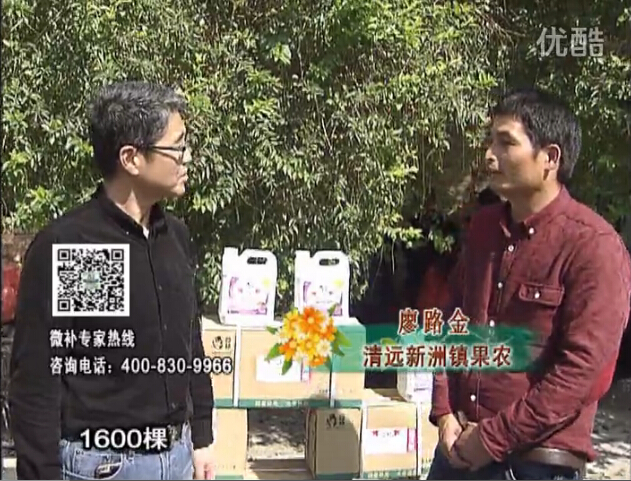 20160314珠江臺搖錢(qián)樹(shù)：柑橘用微補方案，保樹(shù)有收益