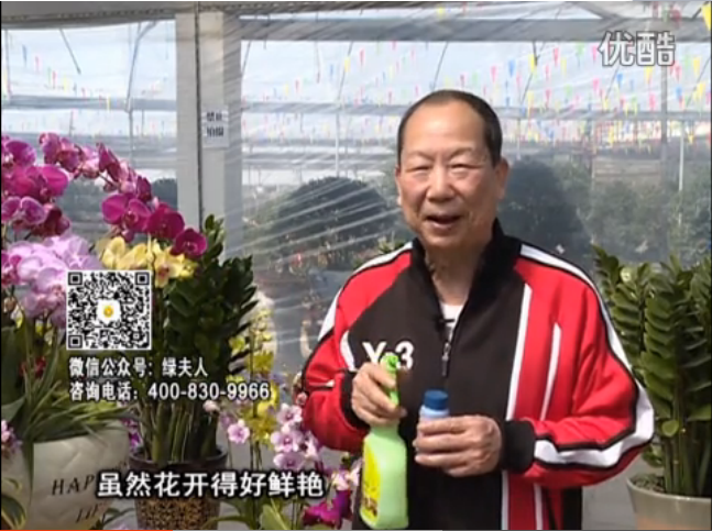 20160314珠江臺搖錢(qián)樹(shù)：家種鮮花、鮮切花，用綠夫人600度鮮花液?；ㄆG、花期長(cháng)