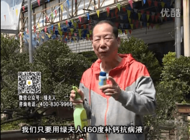 ?20160321珠江臺搖錢(qián)樹(shù)：盆栽花卉用綠夫人160度補鈣抗病液，低溫陰雨天長(cháng)勢壯、抗病好