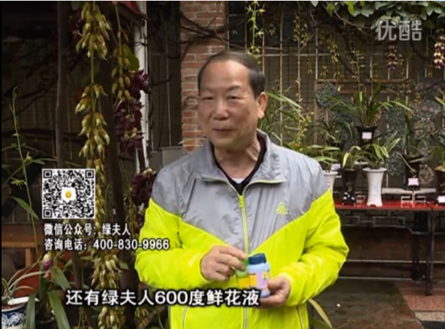 20160404珠江臺搖錢(qián)樹(shù)：養禾雀花等盆栽，用綠夫人營(yíng)養液養得好又增色