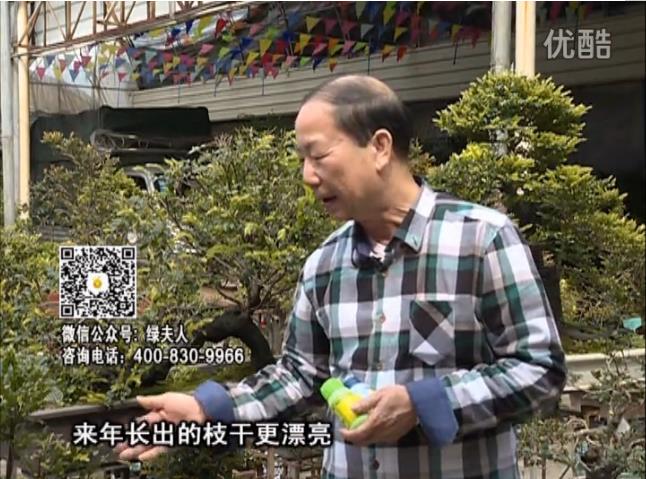 通叔親自體驗，盆景凍后用綠夫人營(yíng)養液抽芽恢復好