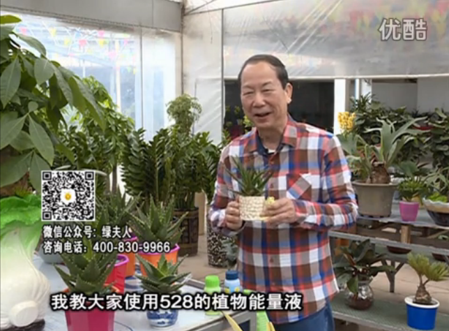 20160425珠江臺搖錢(qián)樹(shù)：室內綠植用綠夫人營(yíng)養液，補充營(yíng)養健康又環(huán)保