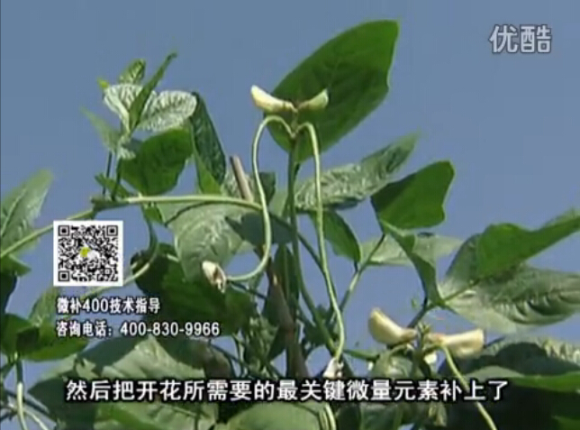 20160502珠江臺搖錢(qián)樹(shù)：雨水天多蔬菜香蕉長(cháng)勢差沒(méi)產(chǎn)量？撒微補倍力促根壯長(cháng)勢