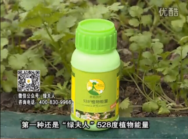 20160502珠江臺搖錢(qián)樹(shù)：家庭小院種蔬菜，用綠夫人營(yíng)養液長(cháng)勢好