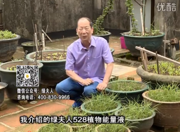 20160509珠江臺搖錢(qián)樹(shù)：天臺種葉菜用綠夫人營(yíng)養液，抗病好、長(cháng)勢綠