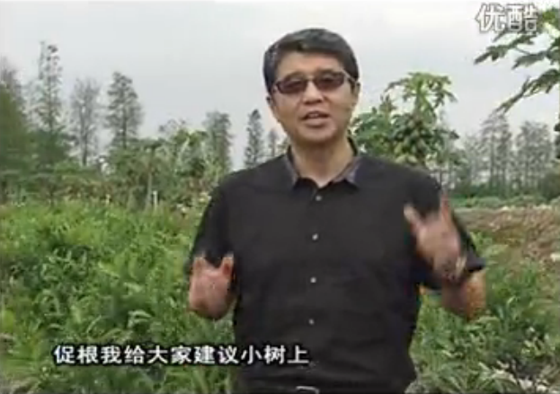 20160509珠江臺搖錢(qián)樹(shù)：柑橘淋微補根力鈣+精力，噴微補葉面肥，保樹(shù)分果好